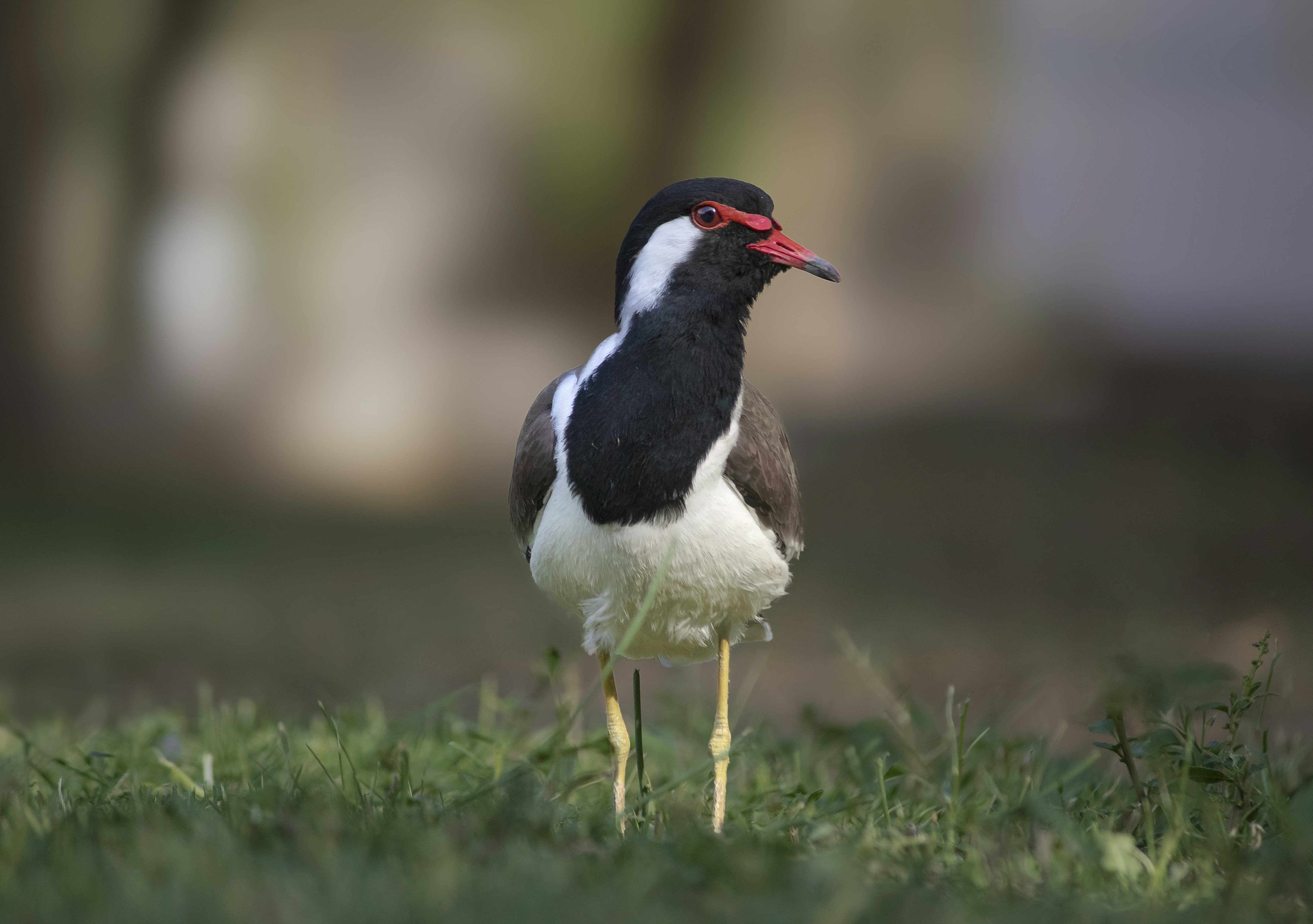 Photo by abhijeet_gourav