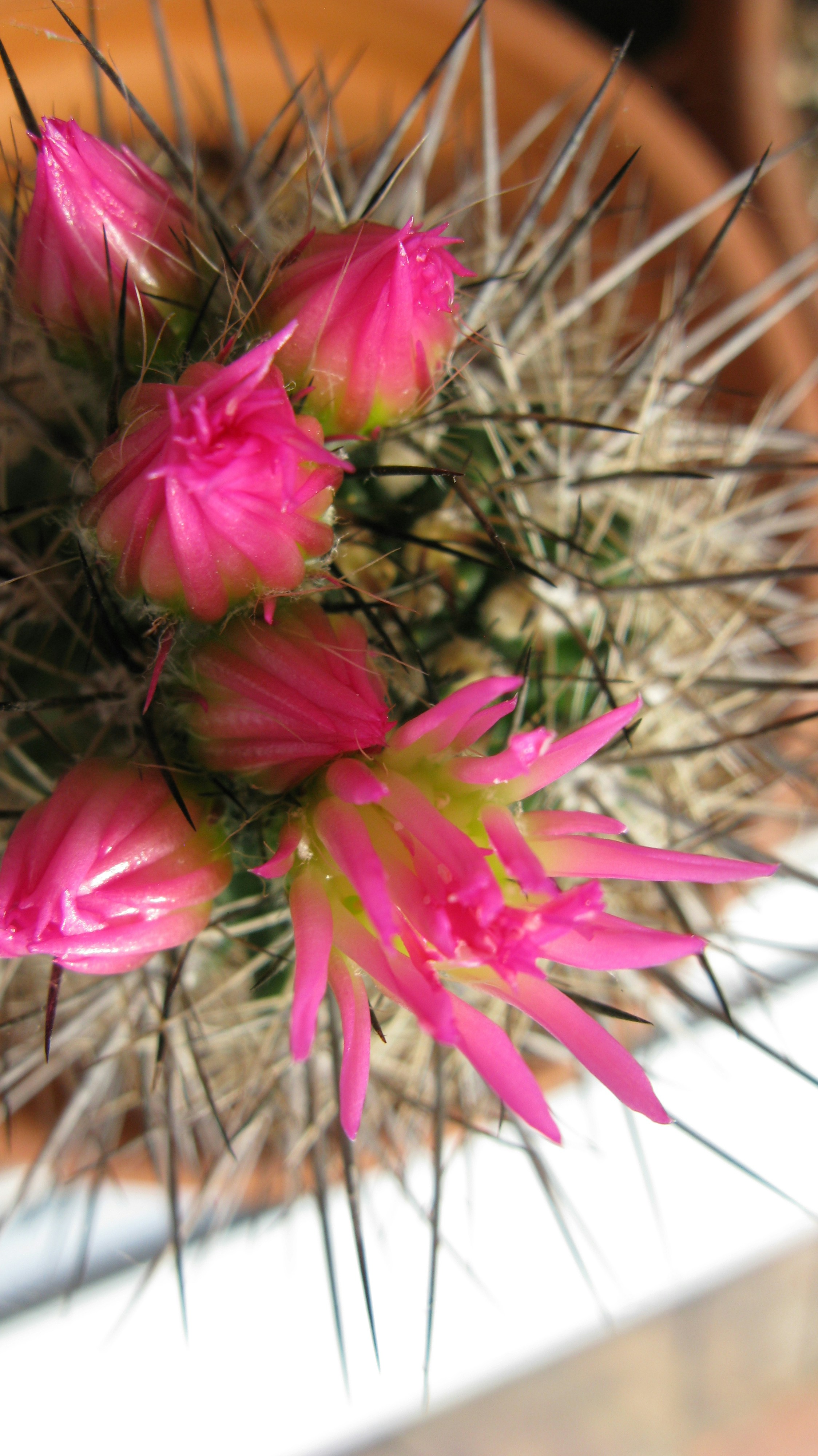 Exotic flowering cactus - Rainbow Hedgehog Cactus with vibrant pink flowers