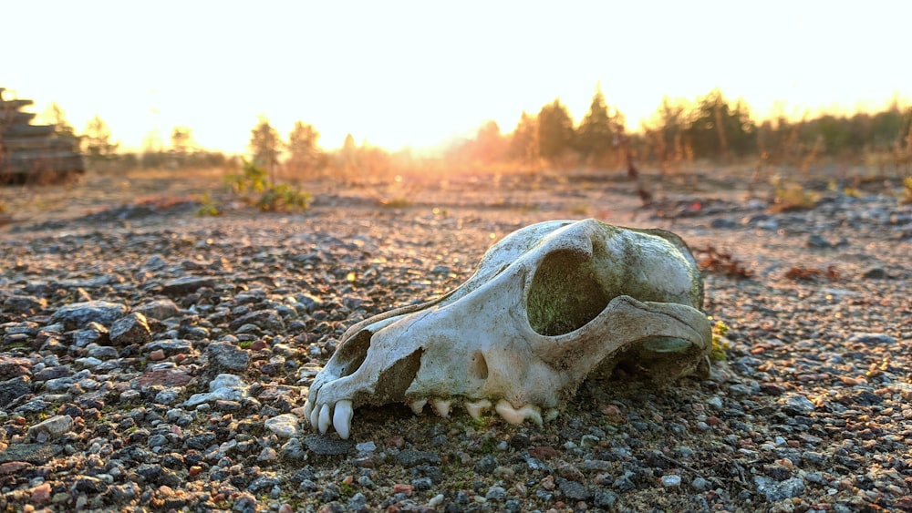 a large animal skull sitting on top of a rocky field