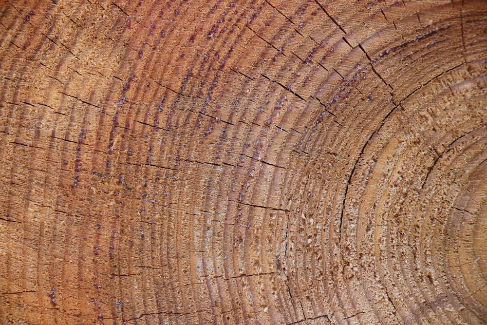 Una vista de cerca del tronco de un árbol