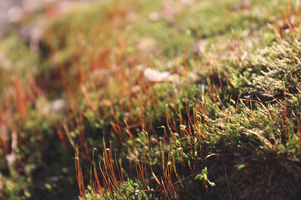 a close up view of a mossy surface