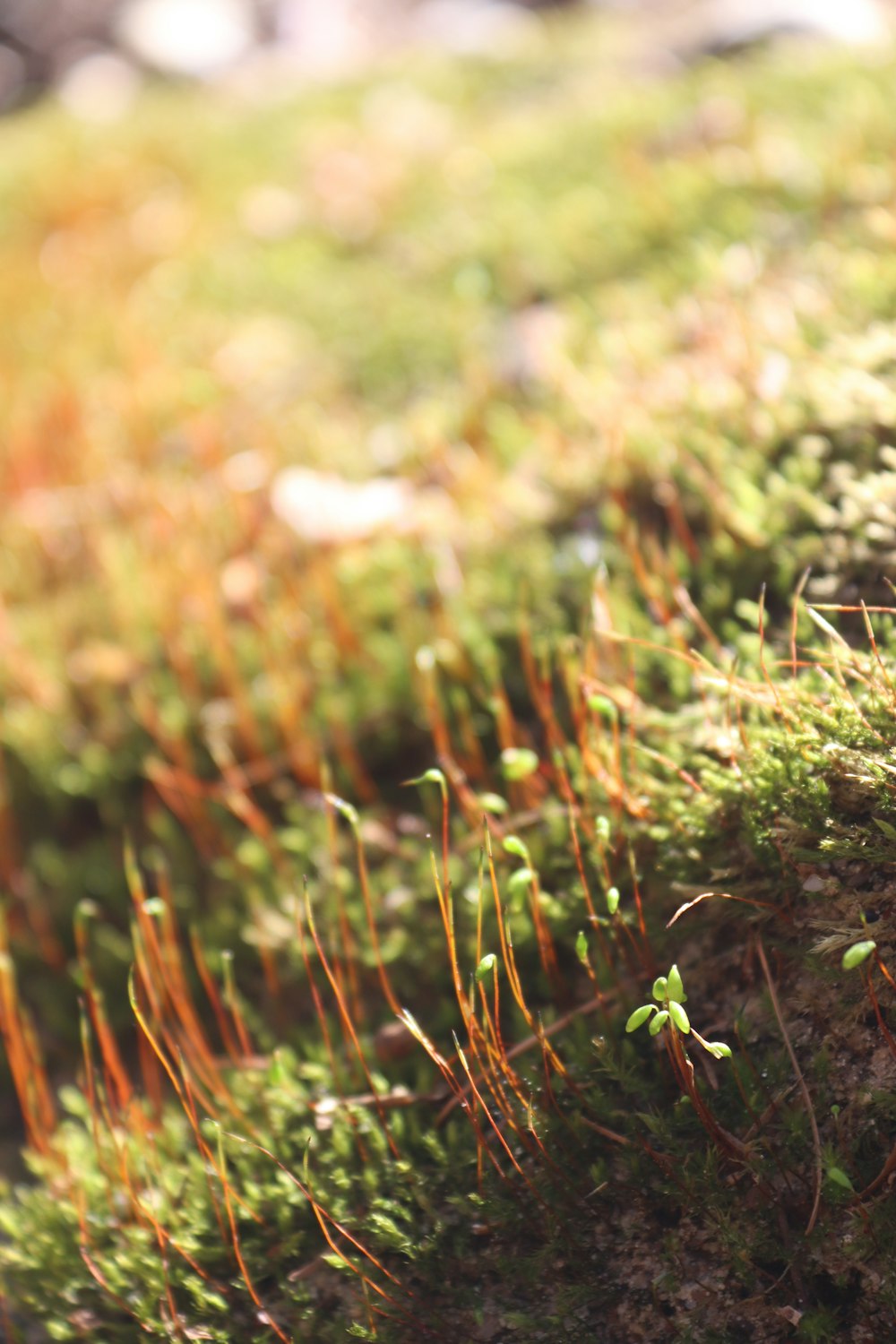 a close up of moss growing on a rock