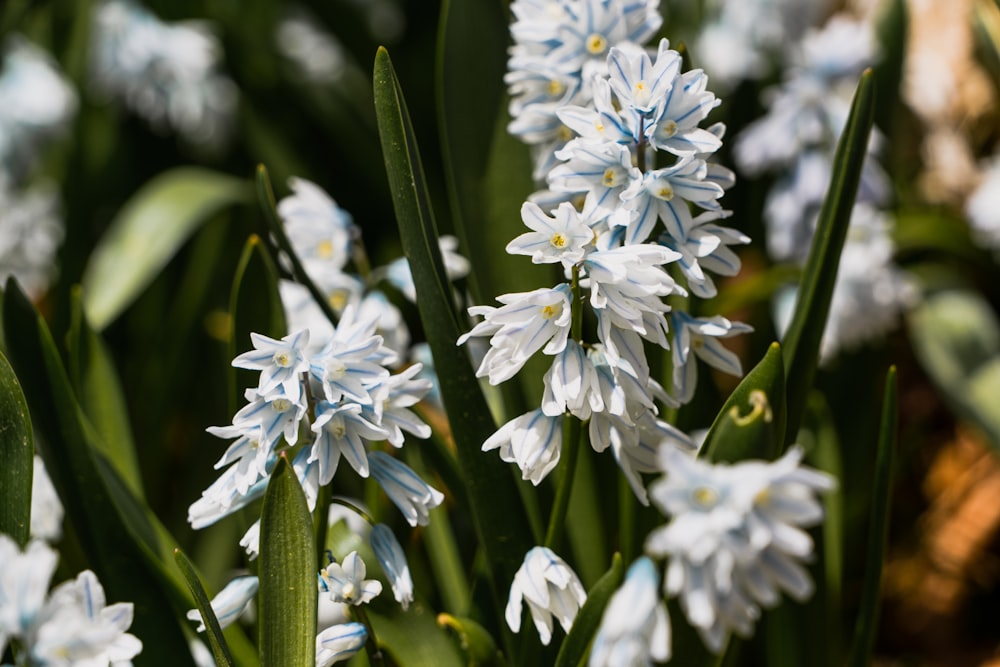 a bunch of blue and white flowers in a garden