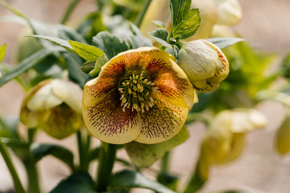 a close up of a flower on a plant