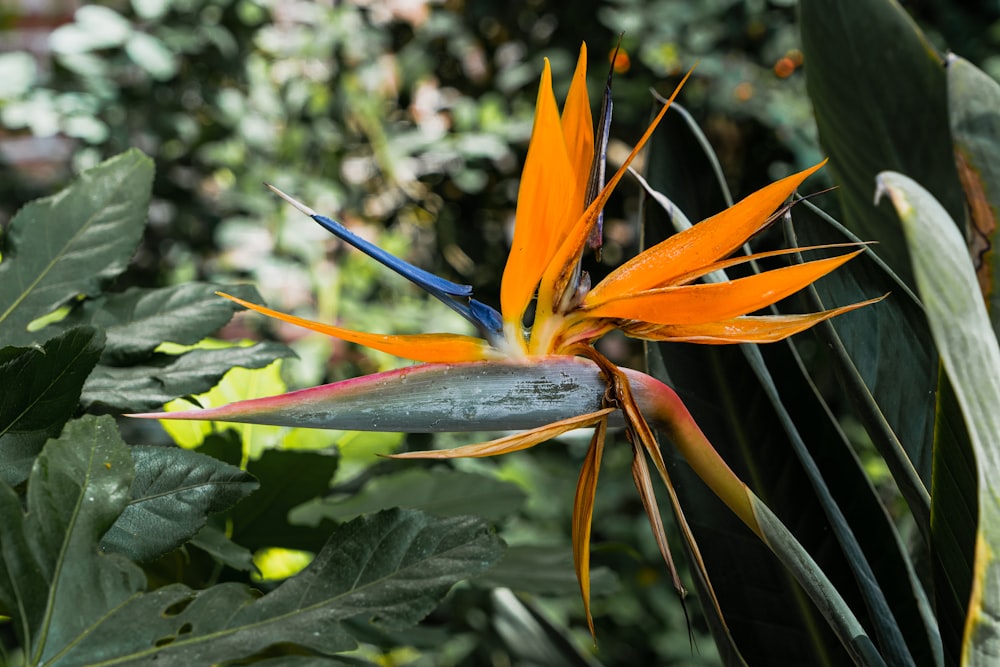 Un fiore di uccello del paradiso in un ambiente tropicale