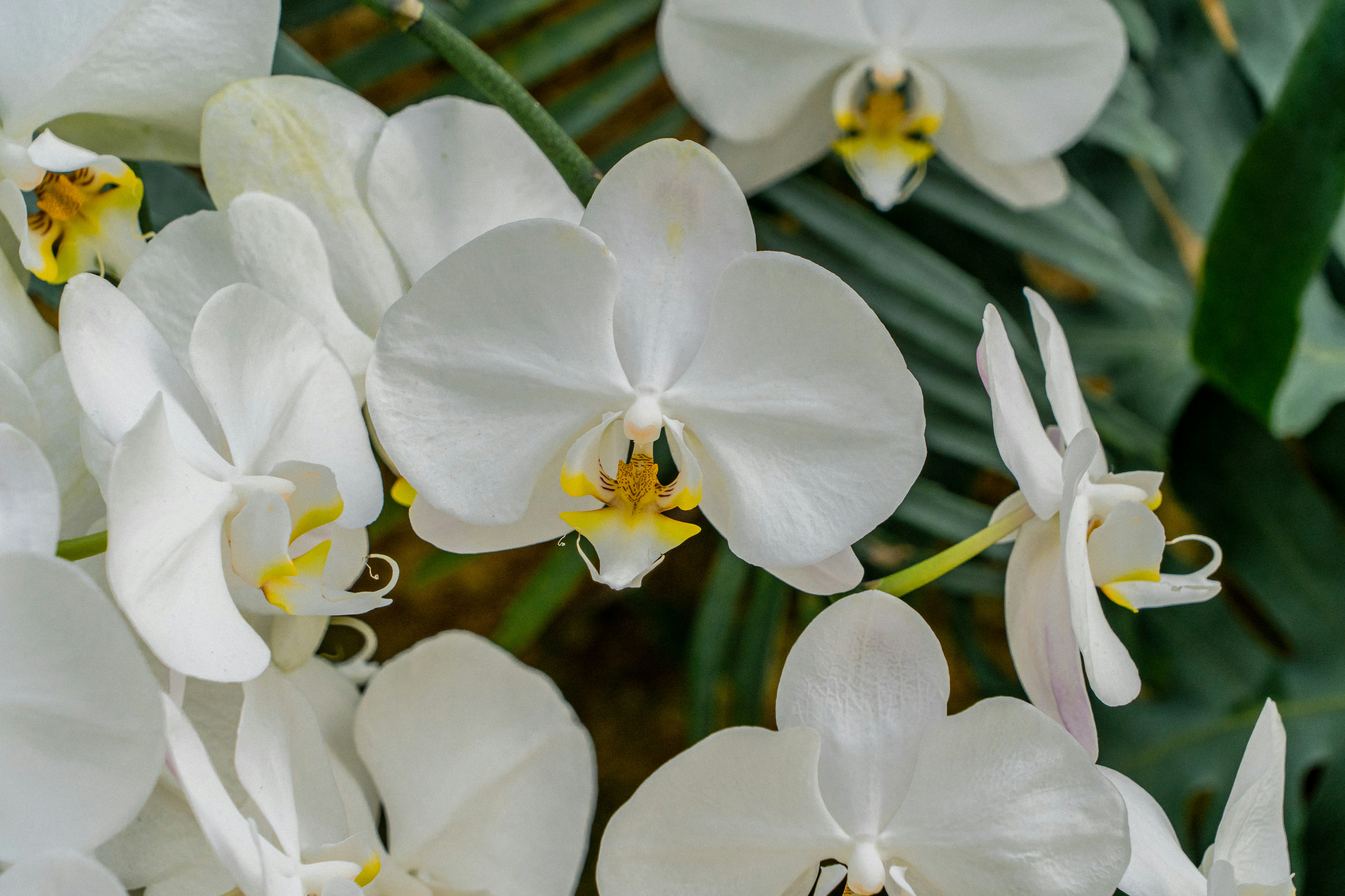 Is Banana Water Good For Orchids?