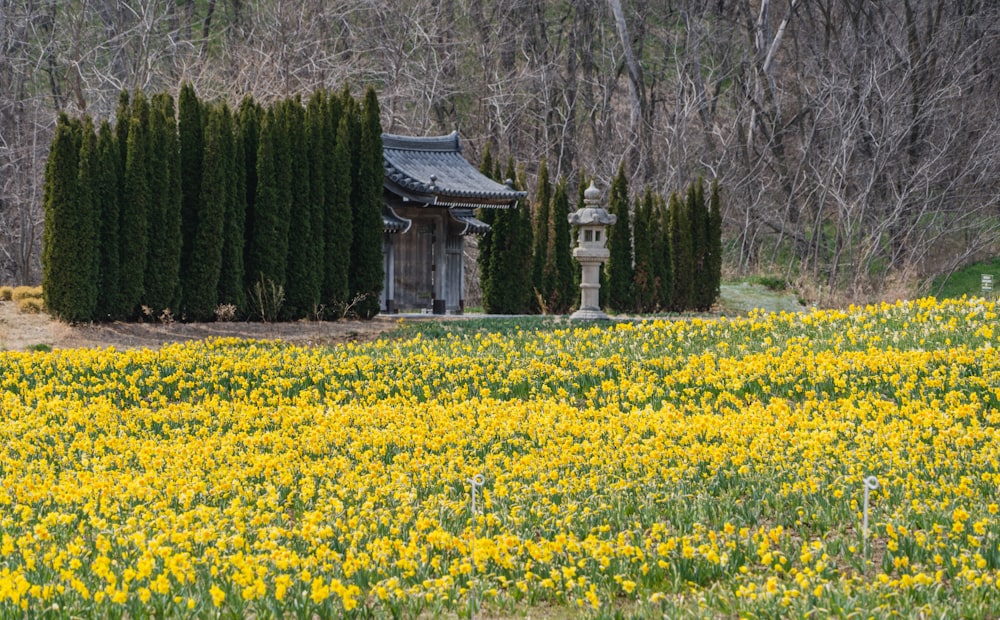 a field of yellow flowers with a pagoda in the background