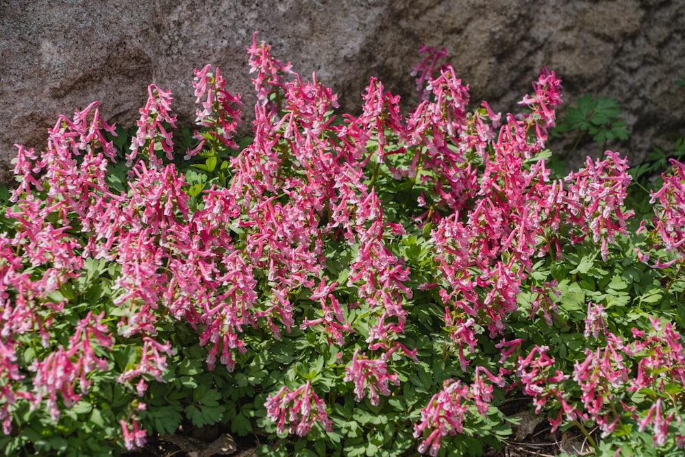 a group of pink flowers growing next to a rock