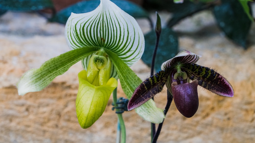 a close up of two flowers on a plant