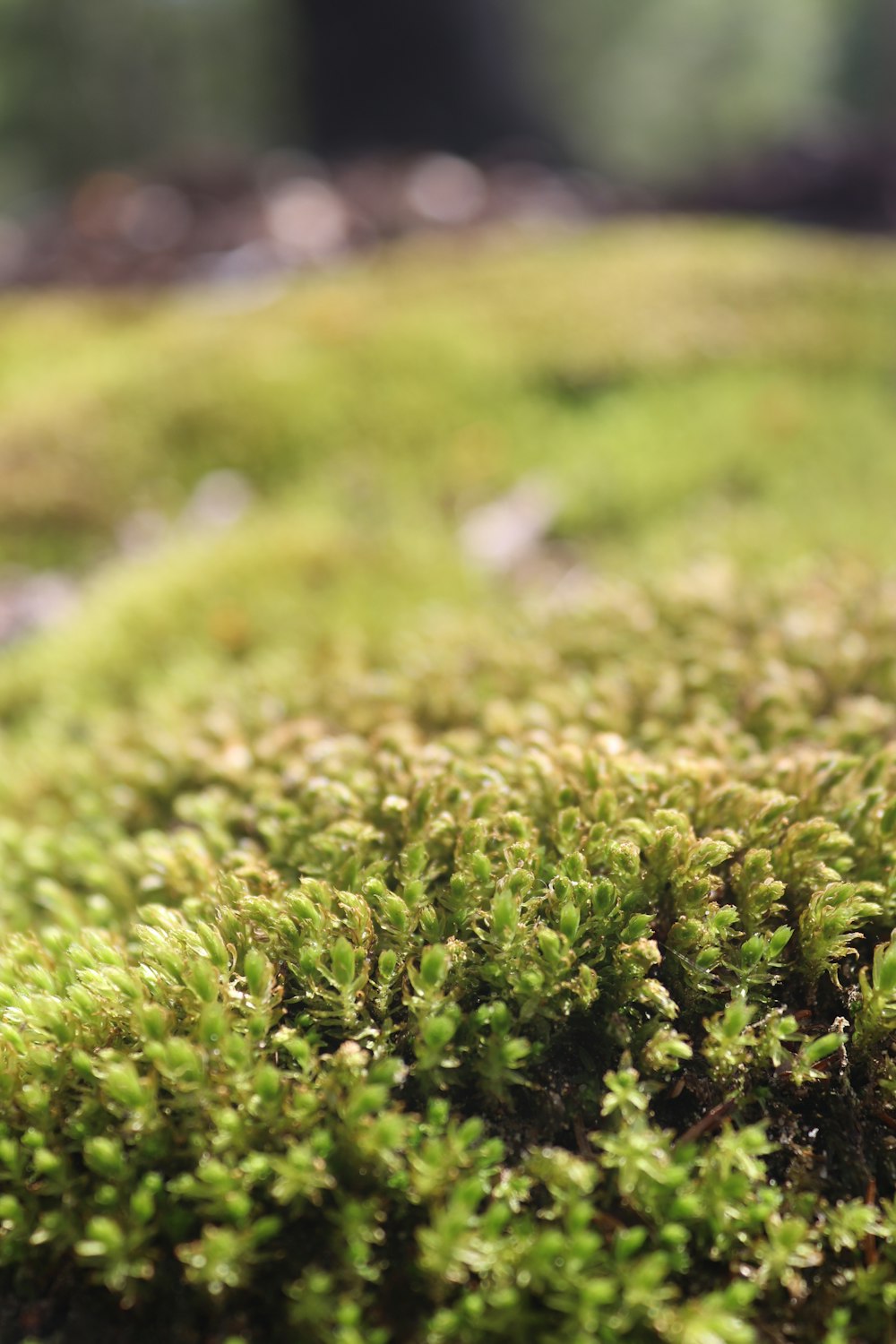 a close up of a mossy surface with a blurry background