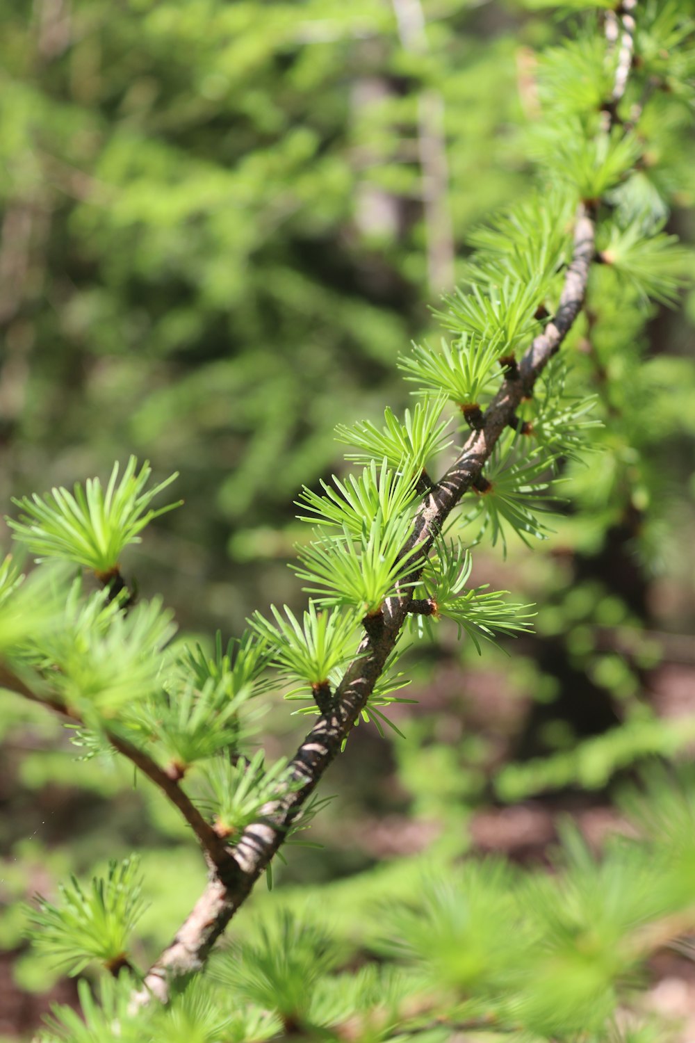 a close up of a branch of a pine tree