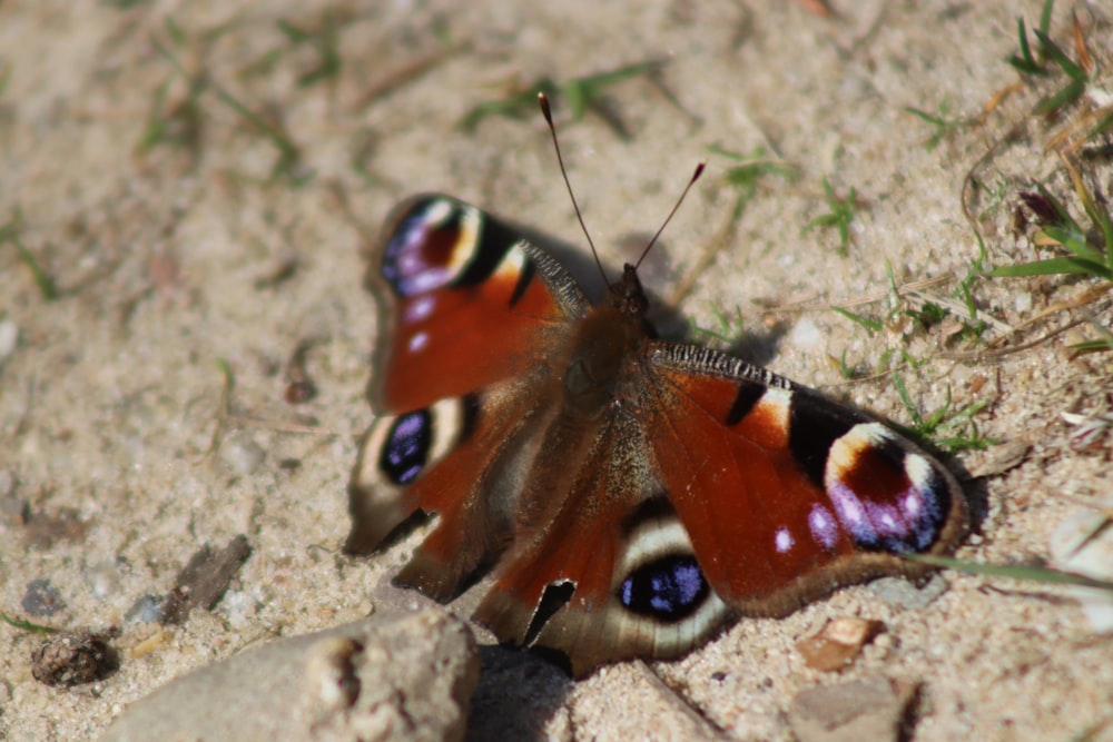 Un primer plano de una mariposa en el suelo