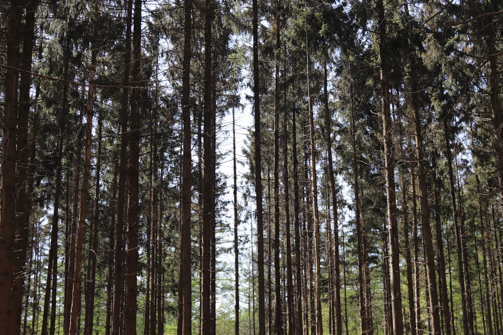 Une forêt remplie de grands arbres