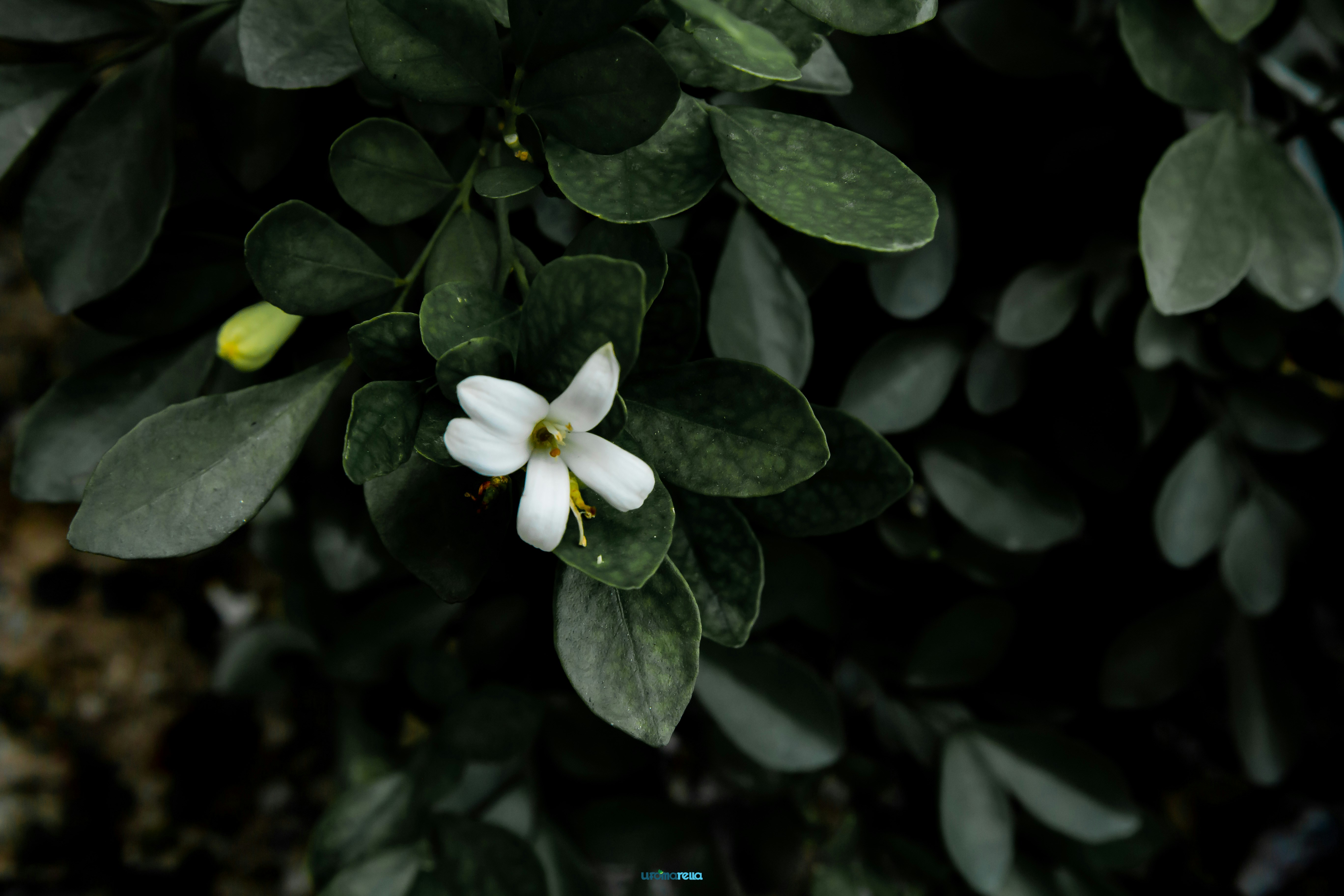 Photo by ladyufoma001