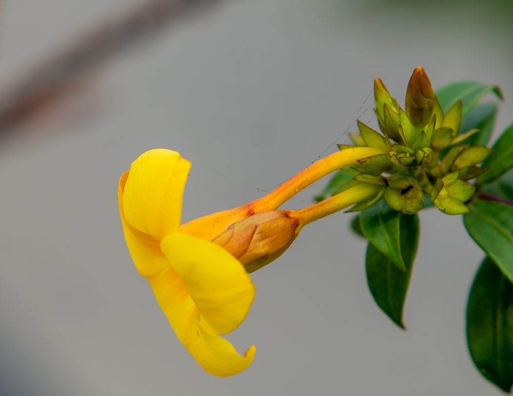 a close up of a yellow flower with green leaves