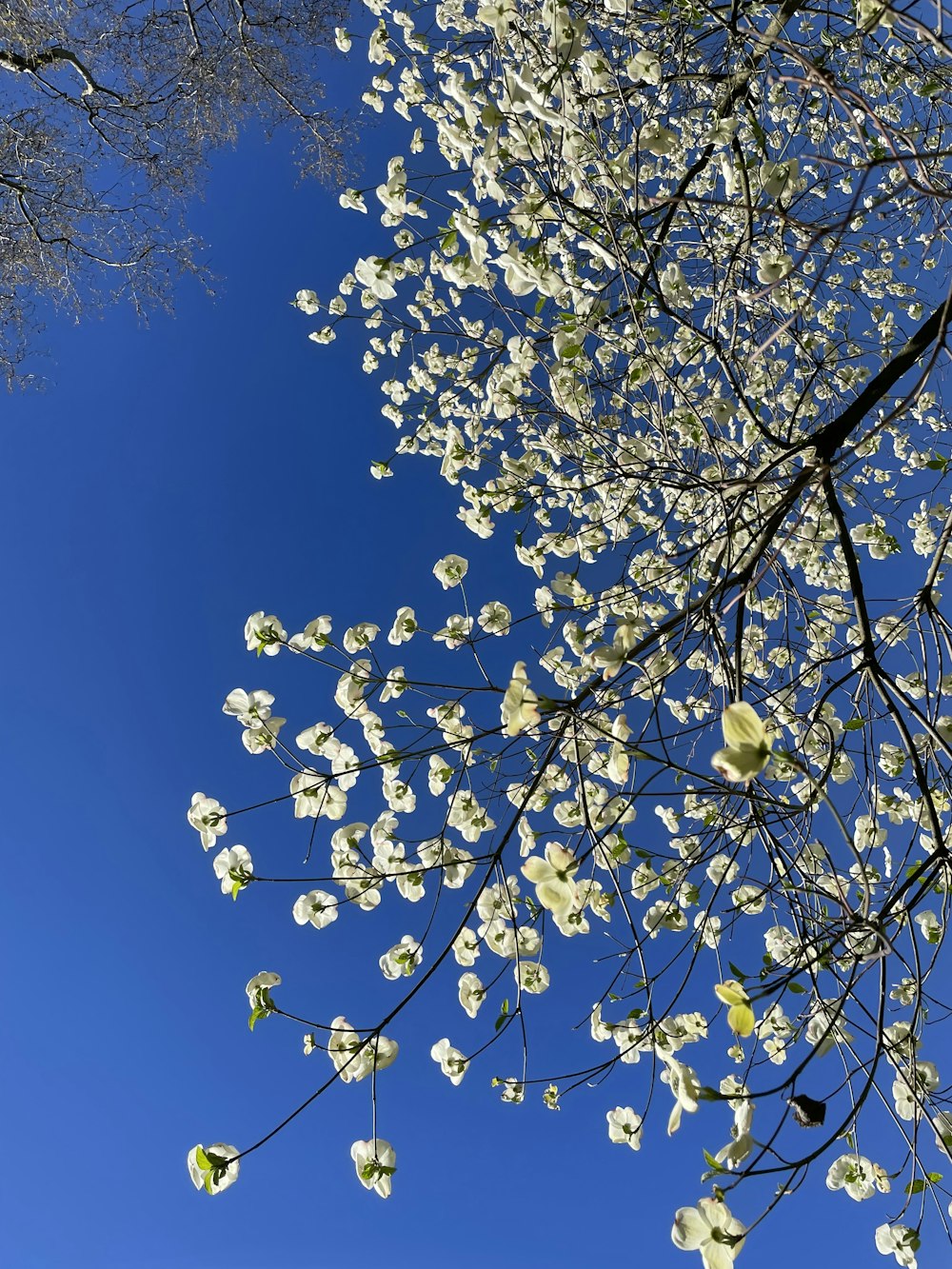 a tree with white flowers in front of a blue sky