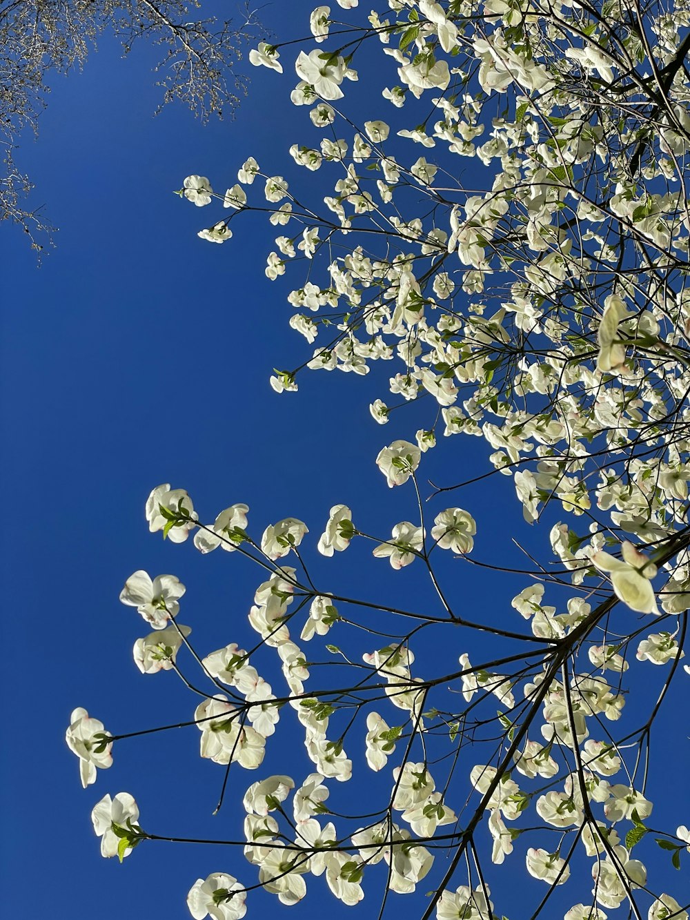 a tree with white flowers and a blue sky in the background