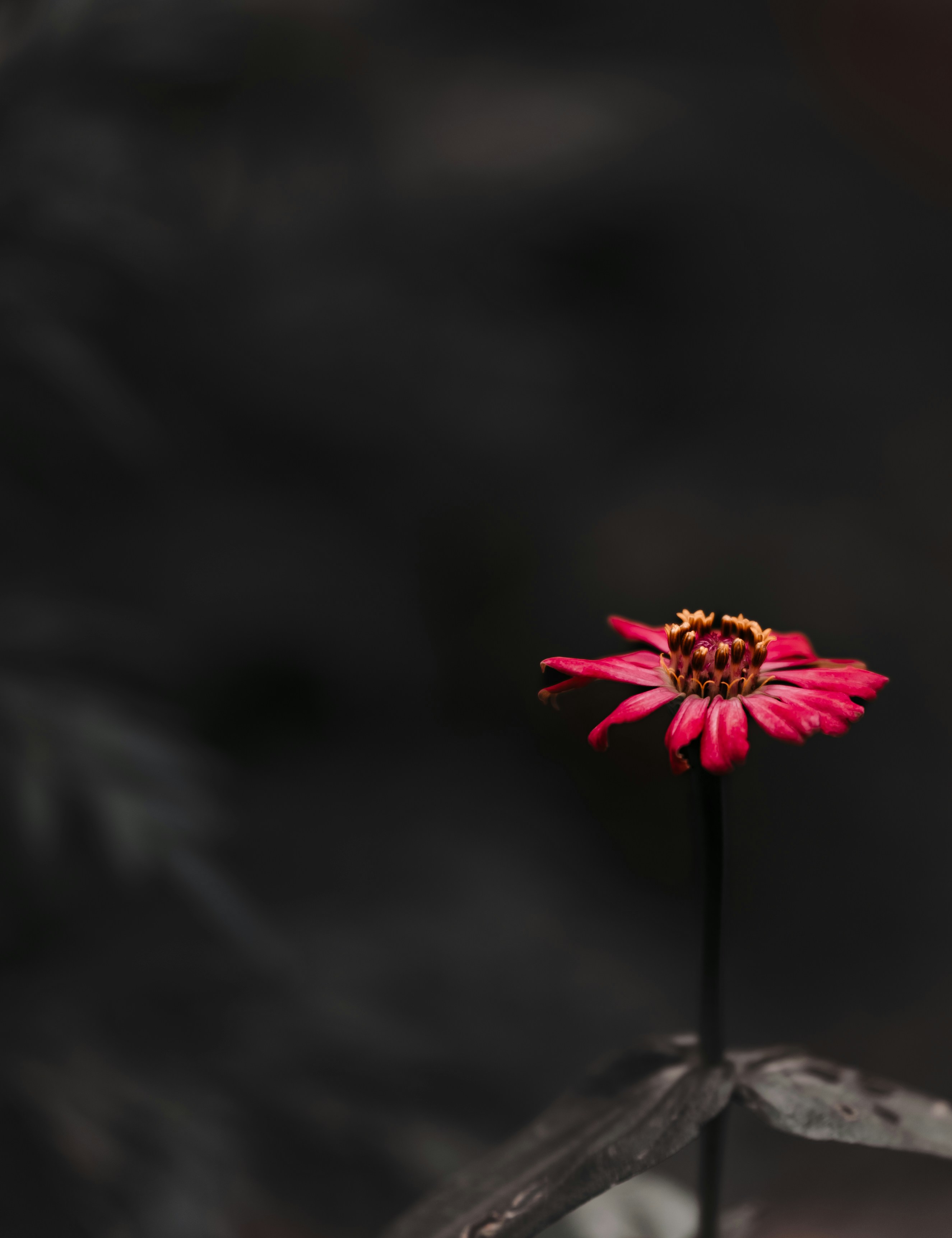 Photo by anurajnr
