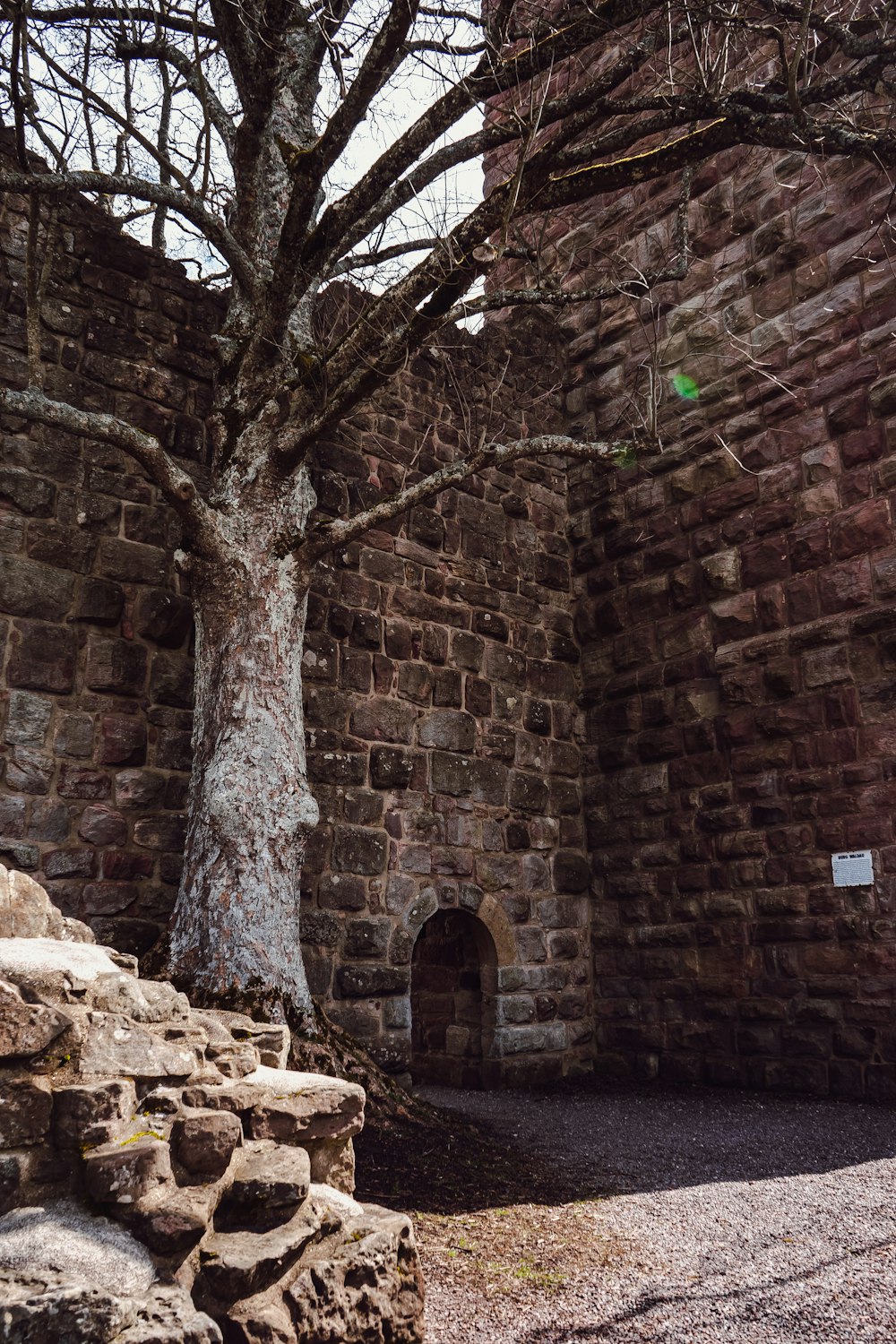 오래된 벽돌 벽에서 자라는 나무