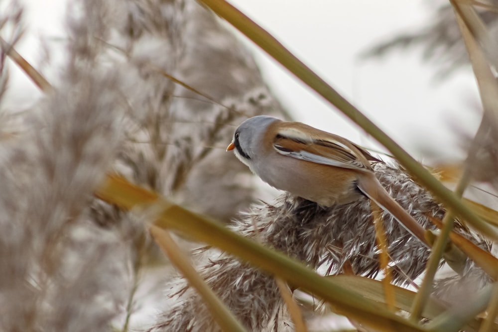 a bird sitting on top of a dry grass covered field