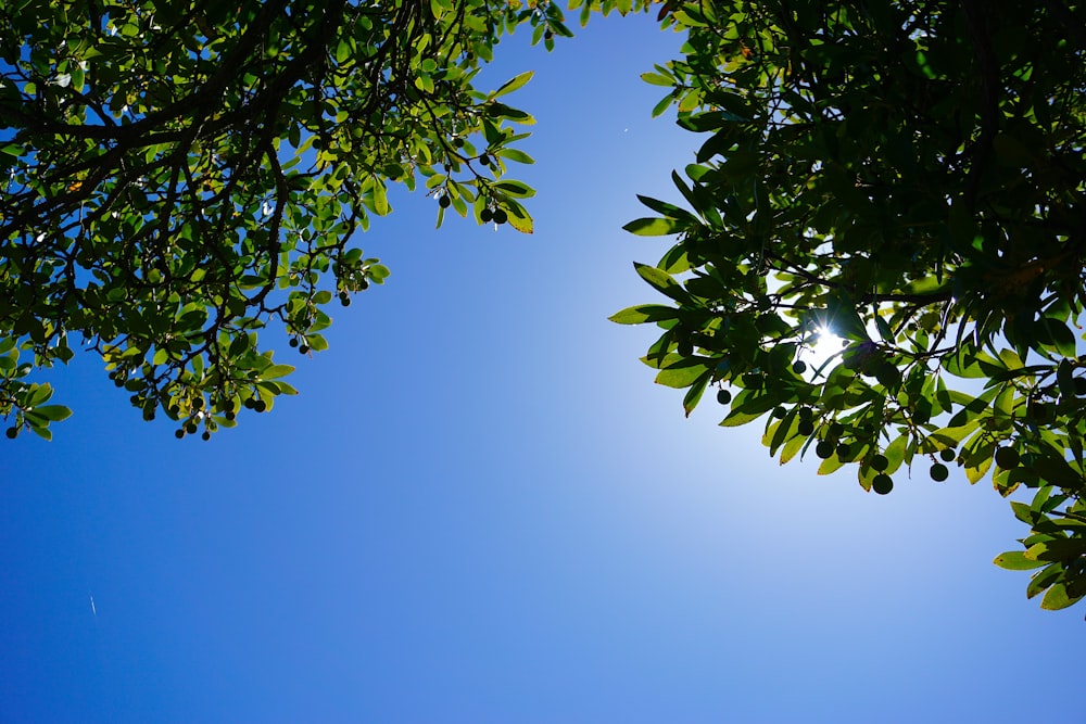 the sun shines through the leaves of a tree