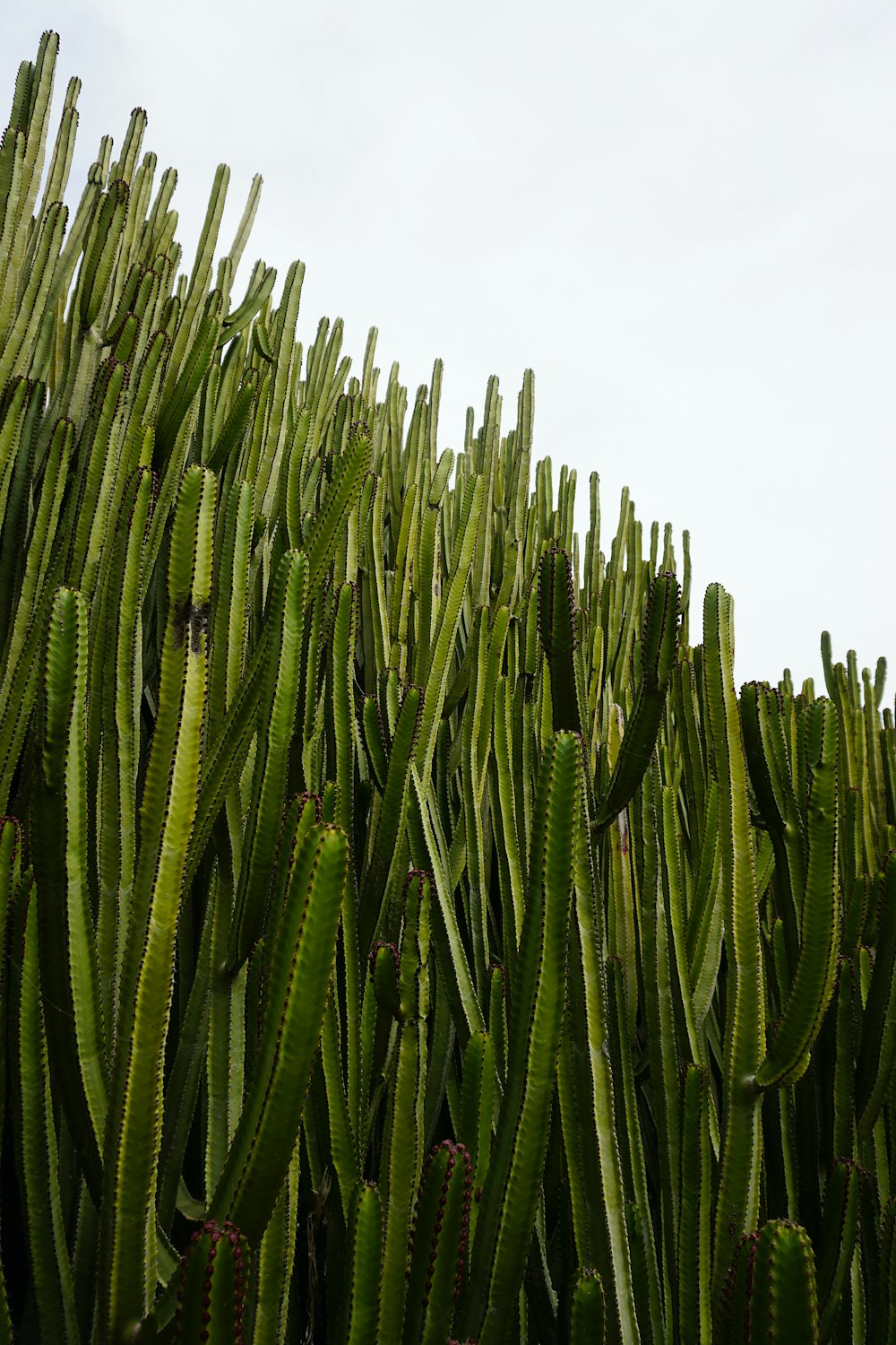 a large group of green cactus plants in a field