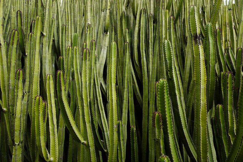 a large group of green cactus plants