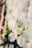 A close-up view of a budding plant branch with fresh, green leaves forming along the stems. The background is blurred, creating a soft focus that highlights the plant's new growth amid a mix of muted natural tones.