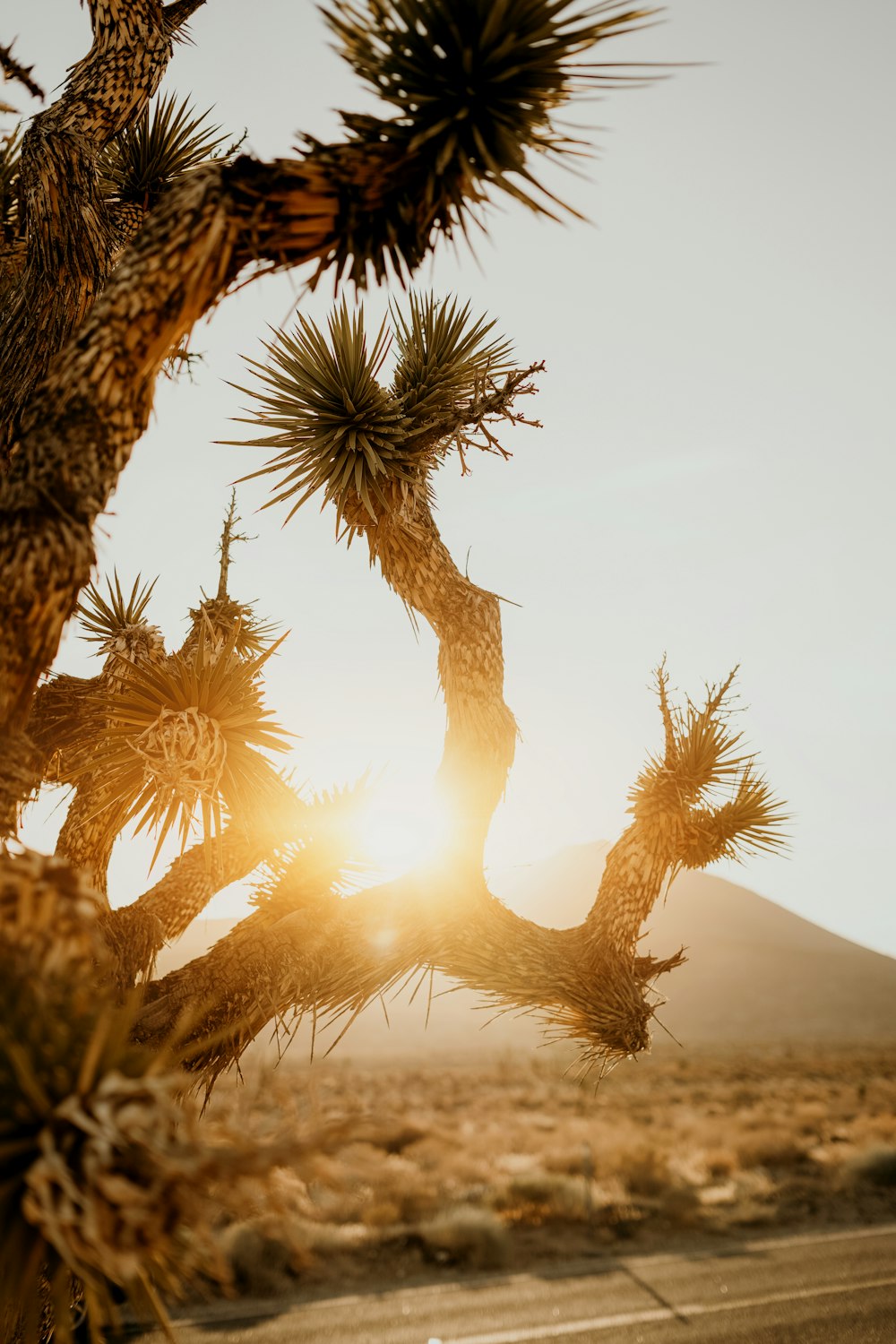 the sun shines through the branches of a joshua tree