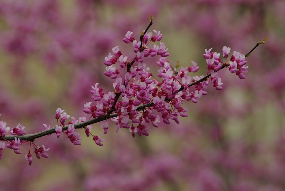 분홍색 꽃이있는 나무 가지
