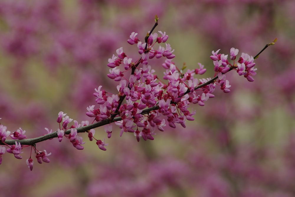 a branch of a tree with pink flowers