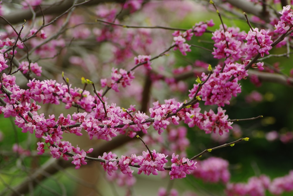 a branch of a tree with pink flowers