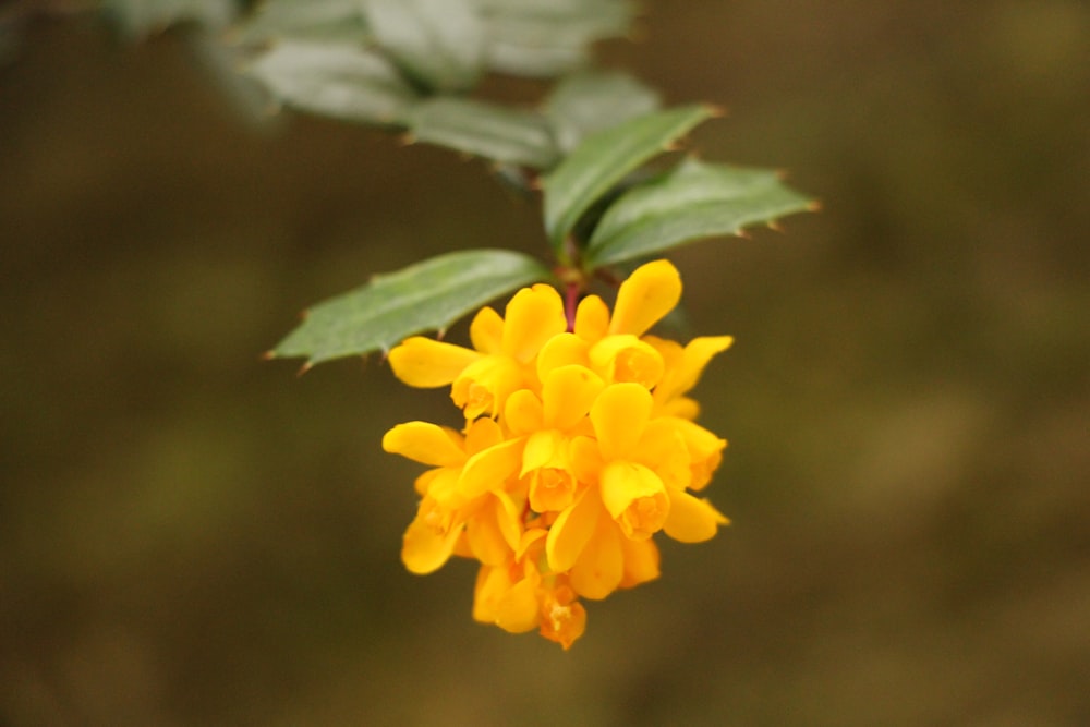 a close up of a yellow flower with green leaves