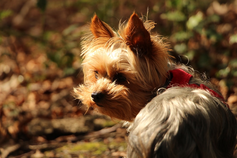 a small brown dog with a red collar