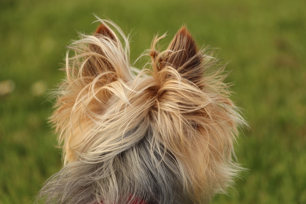 a close up of a dog's face in the grass
