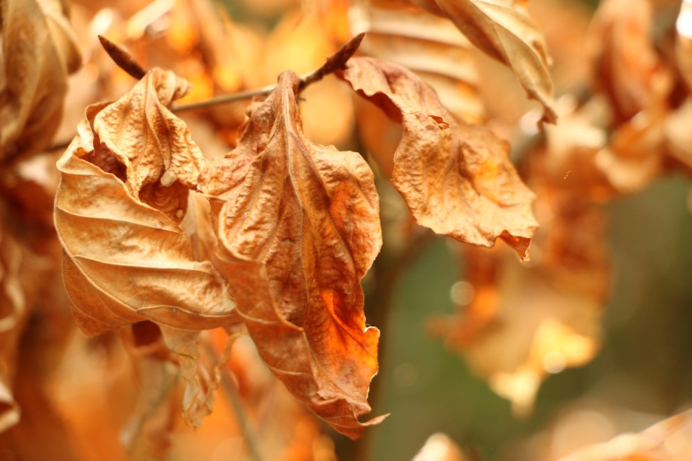 a close up of a tree with brown leaves