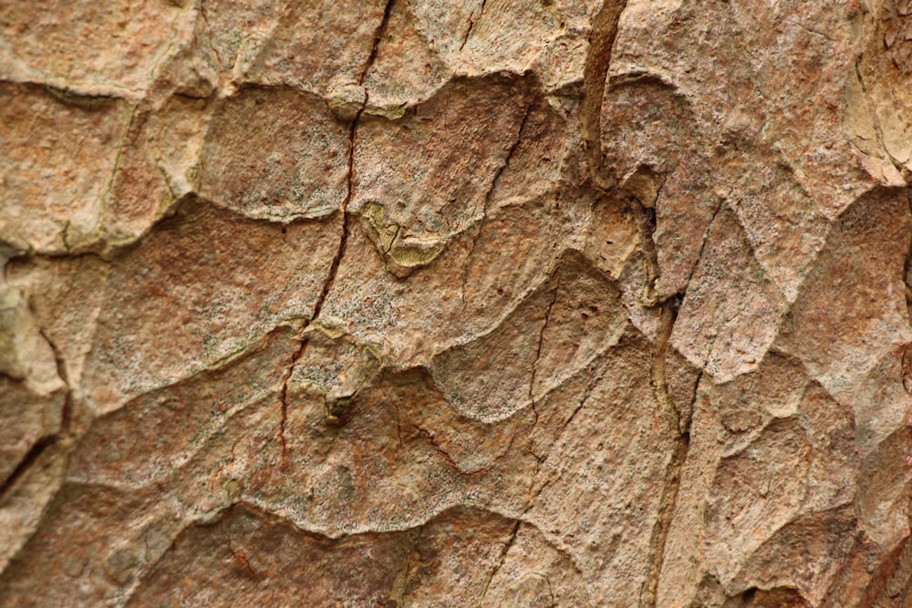 a close up of the bark of a tree