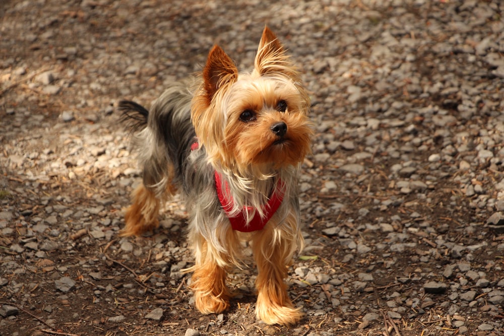 a small dog standing on top of a dirt field