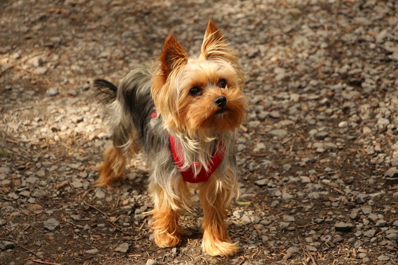 Yorkshire Terrier photo 3