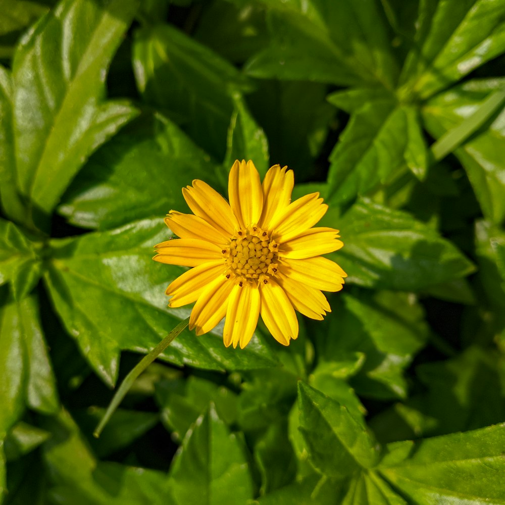 a yellow flower with green leaves in the background