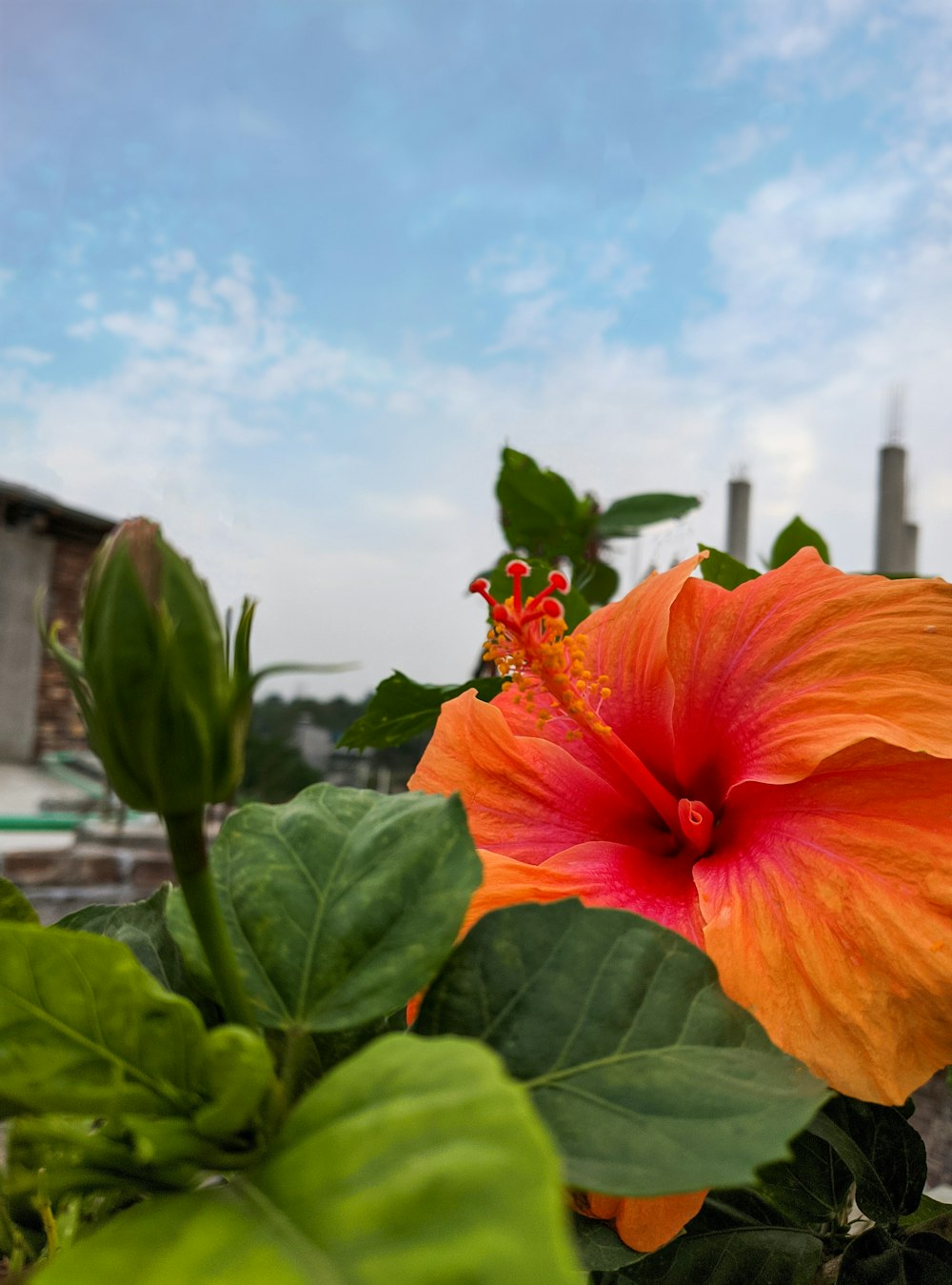 a bright orange flower with green leaves in the foreground