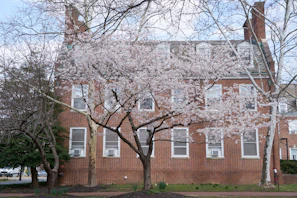 The academy’s main building framed by cherry blossoms in full bloom on a sunny day.