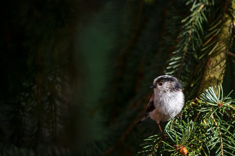 a small bird perched on top of a pine tree