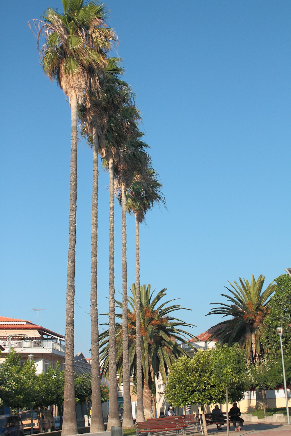 a row of palm trees in front of a building