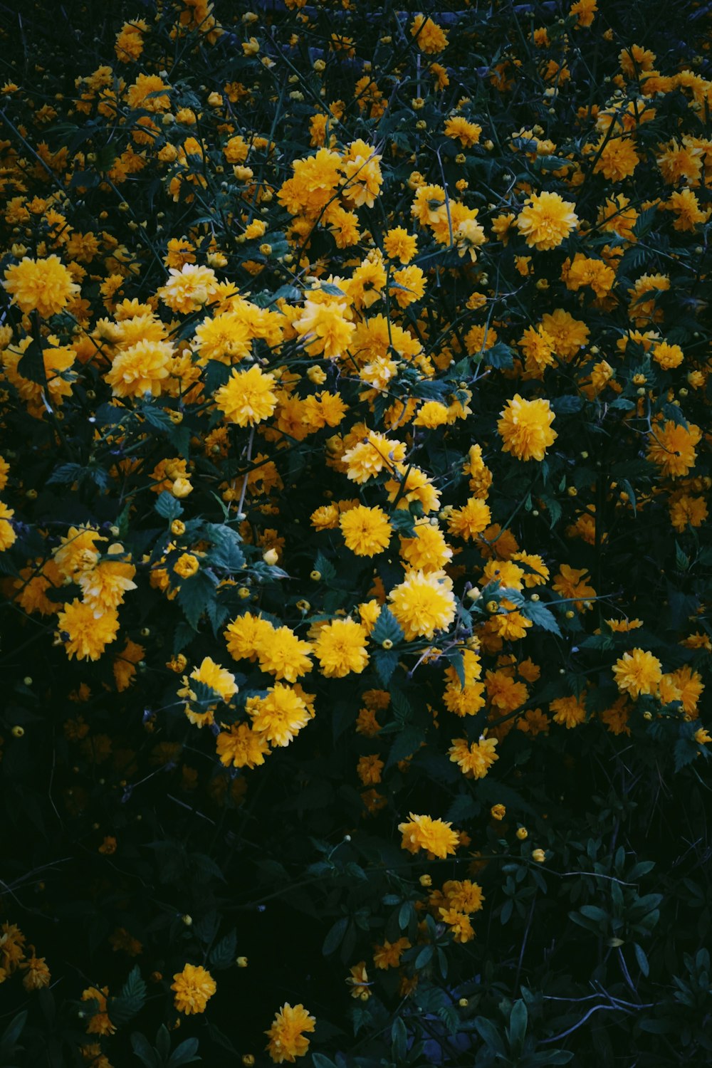 a bunch of yellow flowers that are in the grass