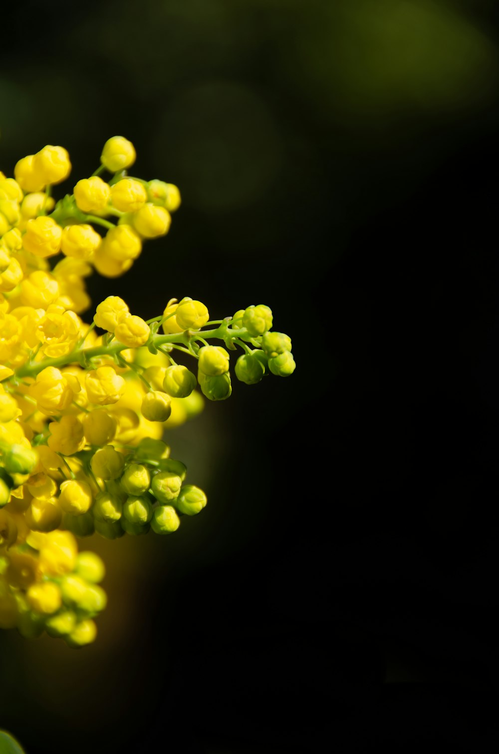 a close up of a yellow flower on a tree