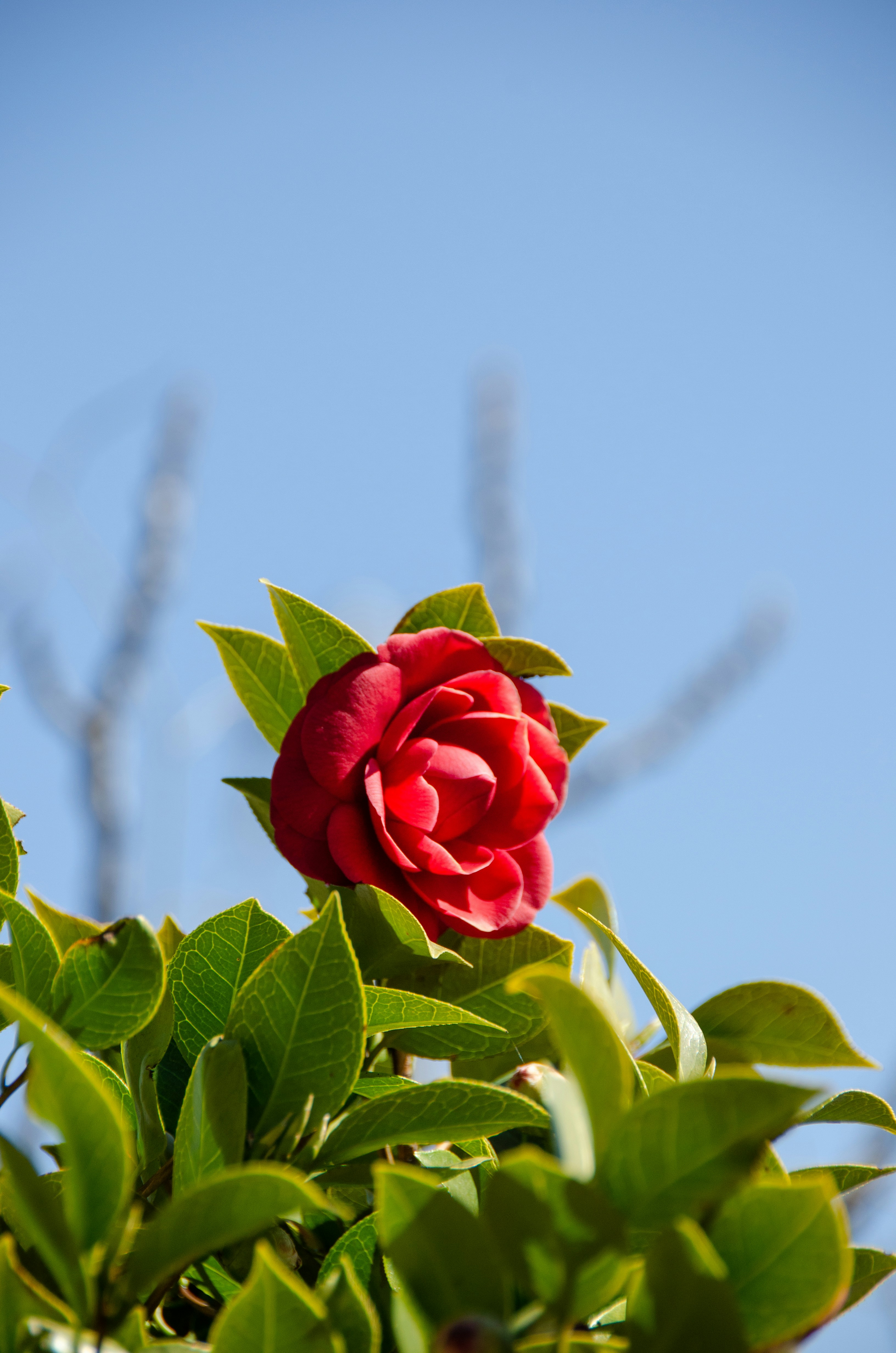 A red rose is blooming on a tree branch photo – Free Switzerland Image ...