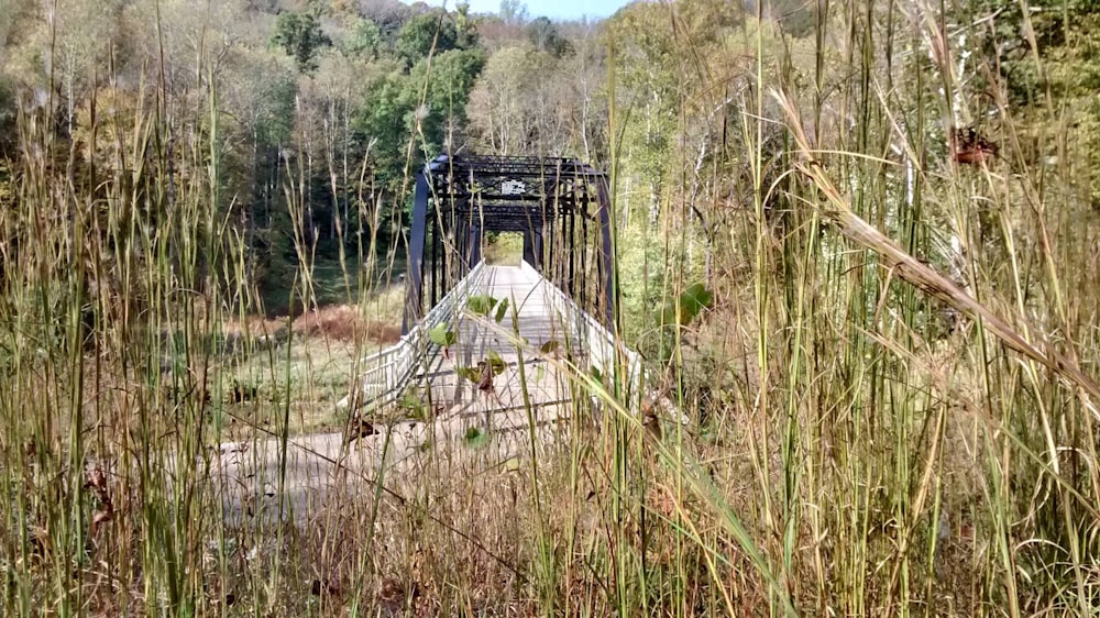uma ponte no meio de uma área arborizada