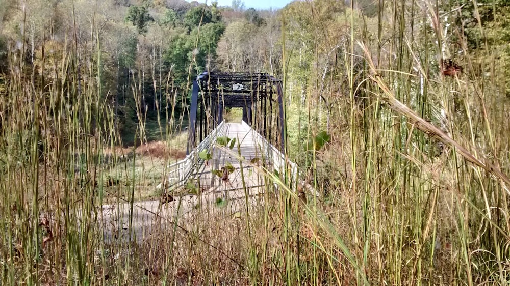 a bridge in the middle of a wooded area