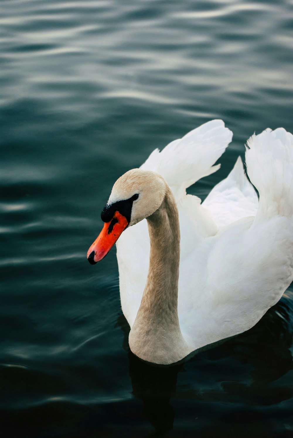 a white swan floating on top of a body of water